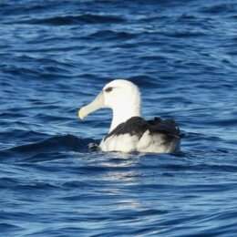 Shy albatross (Thalassarche cauta)