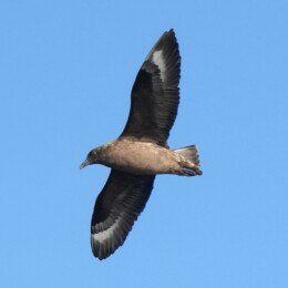 Brown skua (Stercorarius antarcticus)