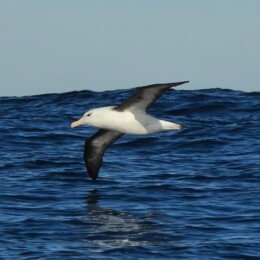 Black-browed albatross (Thalassarche melanophrys)
