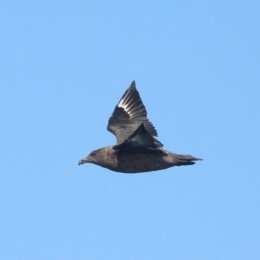 Brown skua (Stercorarius antarcticus)