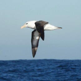 Black-browed albatross (Thalassarche melanophrys)
