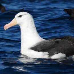 Black-browed albatross (Thalassarche melanophrys)