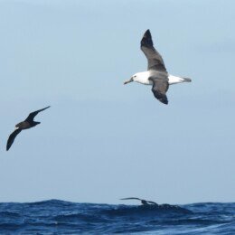 Indian yellow-nosed albatross (Thalassarche carteri)