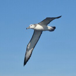 Black-browed albatross (Thalassarche melanophrys)