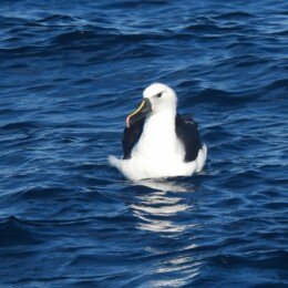 Indian yellow-nosed albatross (Thalassarche carteri)