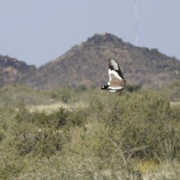 Northern black korhaan (Afrotis afraoides)