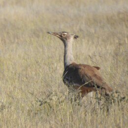 Kori bustard (Ardeotis kori)